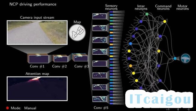 MIT用19个神经元实现自动驾驶控制，灵感来自秀丽隐杆线虫