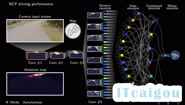 MIT用19个神经元实现自动驾驶控制，灵感来自秀丽隐杆线虫