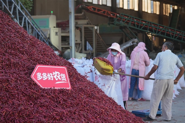 “中国辣椒之都”柘城首次登陆“多多丰收馆” 拼多多助力当地椒农丰产丰收